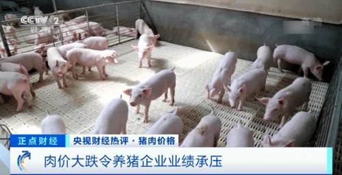 大宗商品 猪肉价格未来怎么走 发改委权威回应
